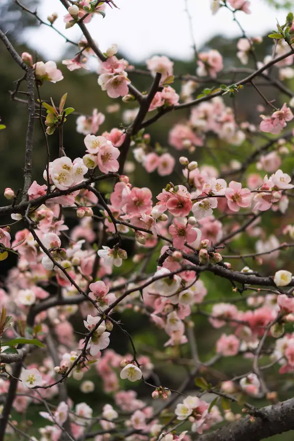 Pink blossoms (8)